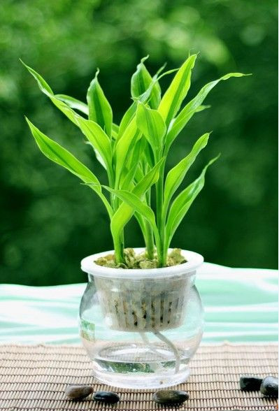 水培植物爛根怎么辦？綠植租擺爛根原因及處理方法詳解